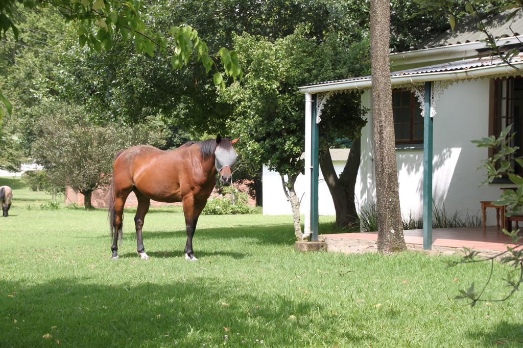 דורבן Caladdi Bed And Breakfast מראה חיצוני תמונה
